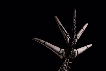 Δημοπρασία Σκελετού Στεγόσαυρου