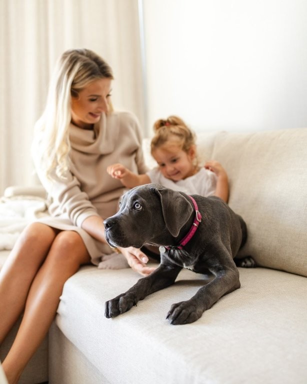 Σκύλος στο ξενοδοχείο Linea Mare