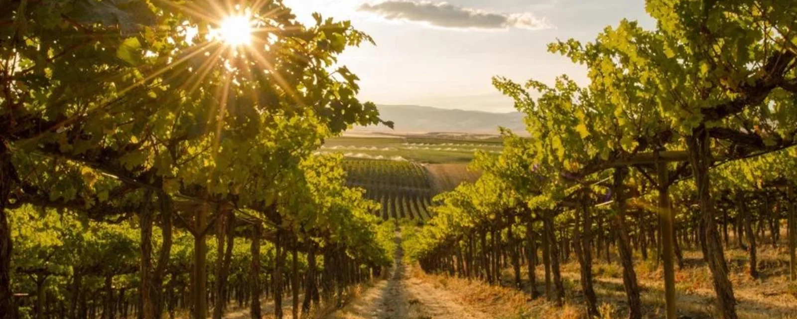 Αμπελώνας στην Πολωνία