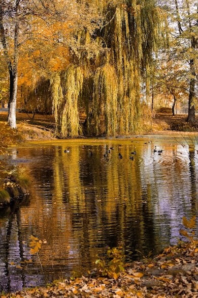 Πουλιά στο Πάρκο Manor House Spa